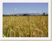 riz 01 * Le riz est à maturationRice ready to be harvested
©Eric Mathieu * 800 x 600 * (98KB)